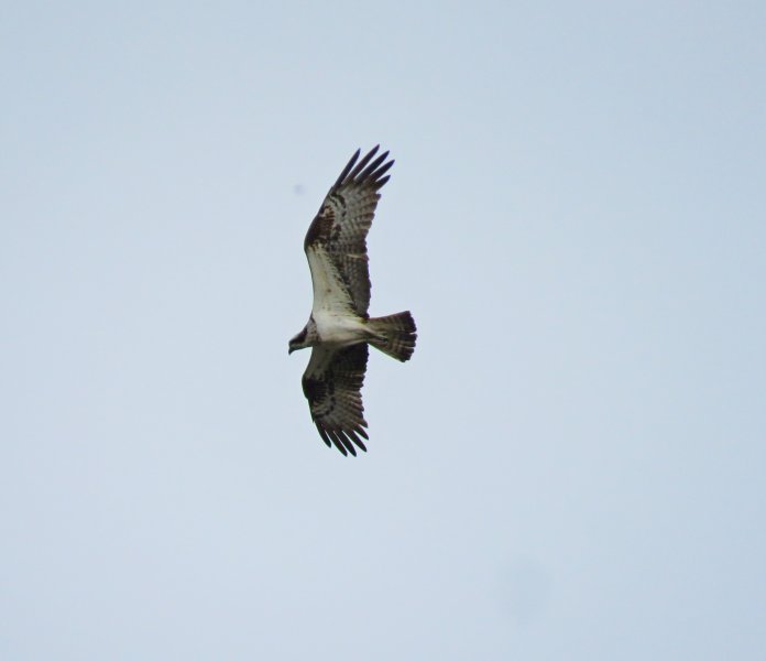 osprey 1.JPG