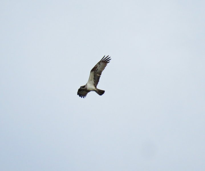 osprey 4.JPG