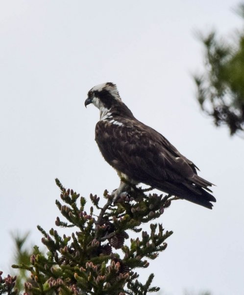 Osprey.jpg