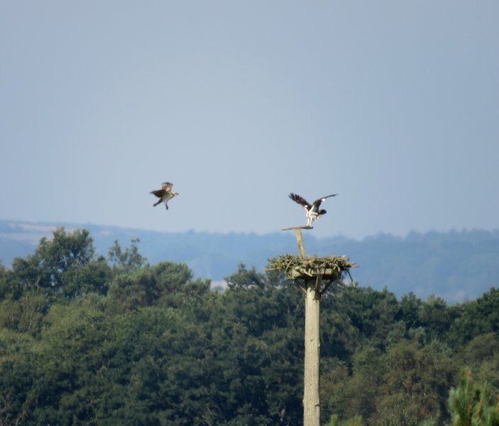 osprey two.JPG