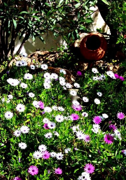 Osteos 17 Mar 08.jpg