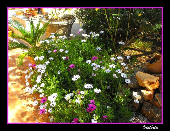 Osteos on Patio 09.jpg