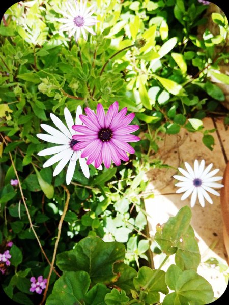 Osteos1 17 Feb 24.jpg