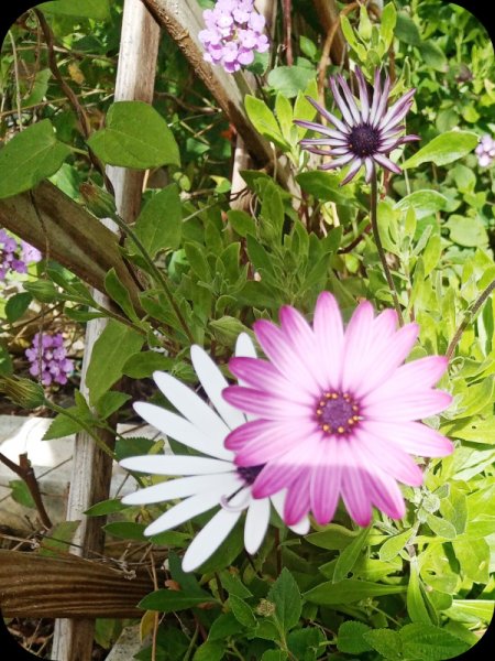 Osteos2 17 Feb 24.jpg