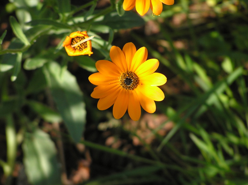 Osteospermum hyseroides.jpg