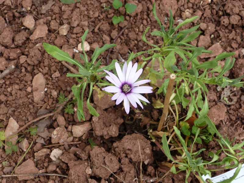 Osteospermum Lady Leiitrim.JPG