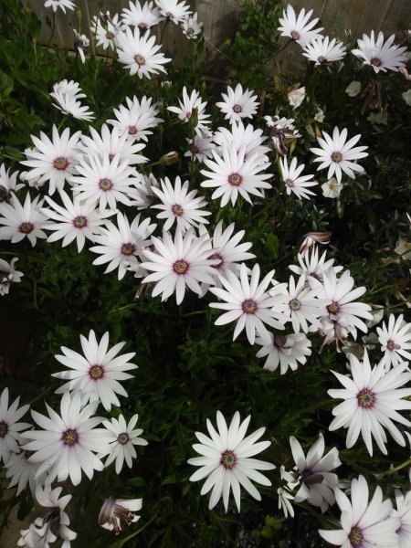Osteospermum2Sm.jpg