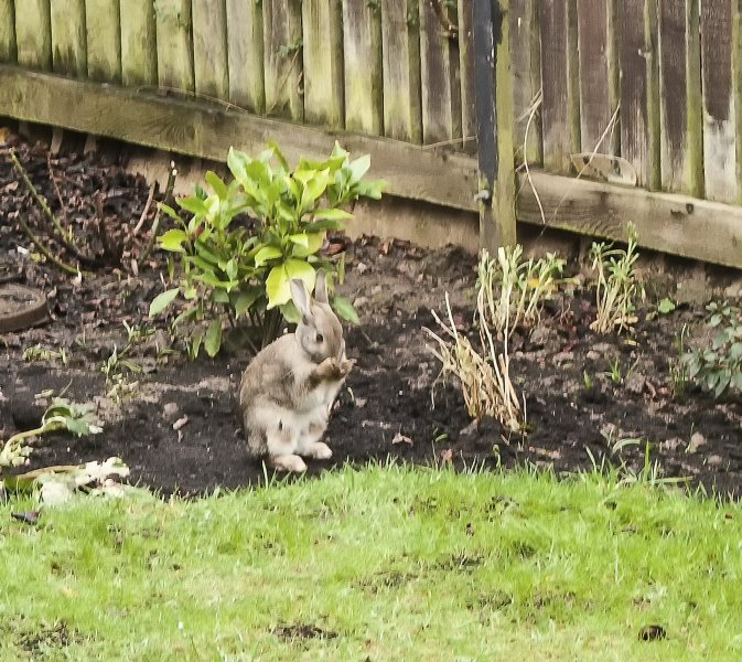 Our resident bunny 9-1-22.jpg