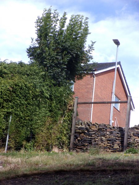 Overhanging tree..JPG