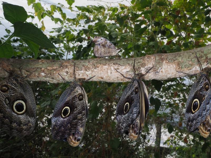owl butterfly.jpg