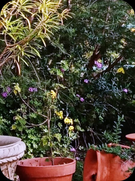 Oxais & Verbena 14 Jan 24.jpg