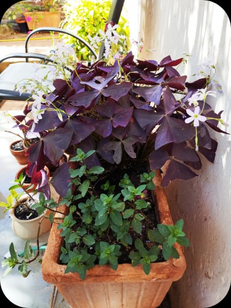 Oxalis 25 May 26.jpg