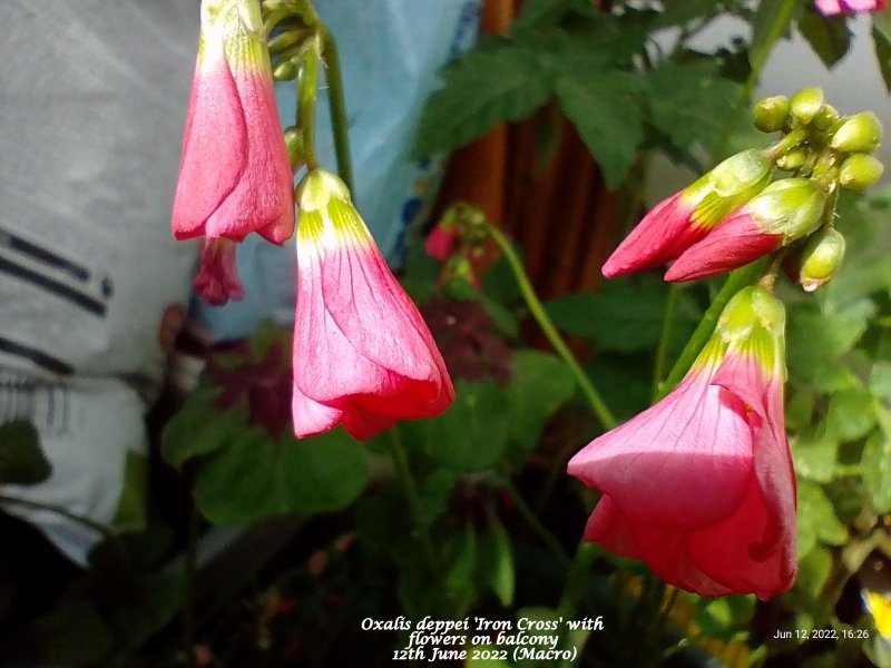 Oxalis deppei 'Iron Cross' flower on balcony 12th June 2022.jpg
