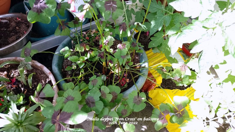 Oxalis deppei 'Iron Cross' on balcony 12th June 2022.jpg