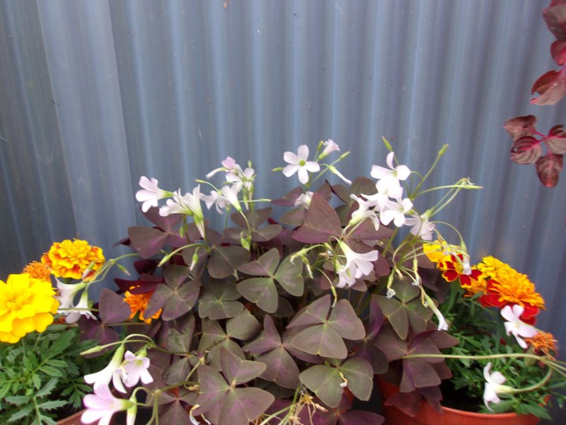 Oxalis triangularis.JPG