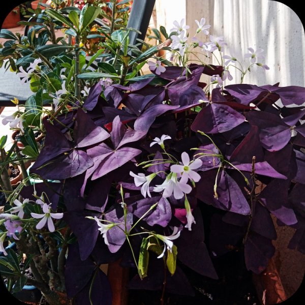 Oxalis1 21 Apr 24.jpg