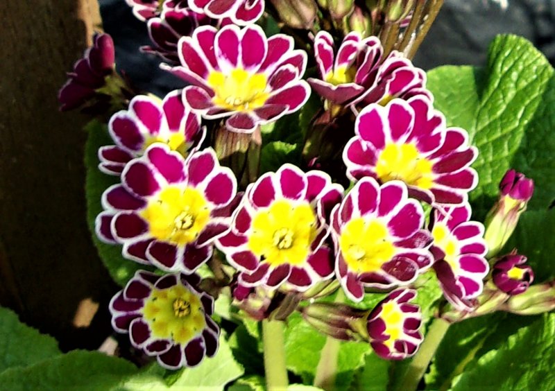 P Little queen Violet.JPG