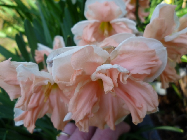 P1000915 (640x480).jpg