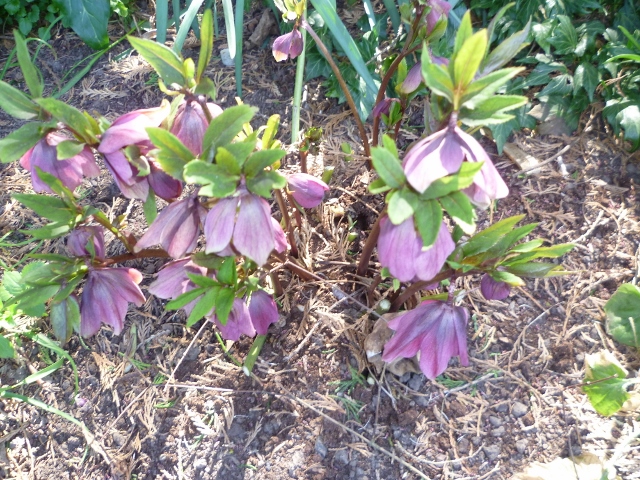 P1000934 (640x480).jpg