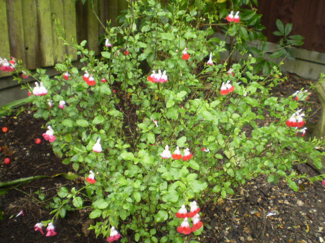 P1010001 (1) (1).JPG