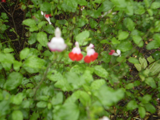 P1010002 (1) (1).JPG