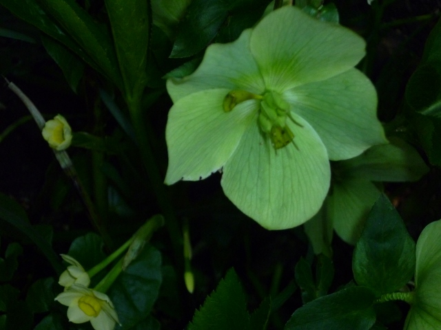 P1010068 (640x480).jpg