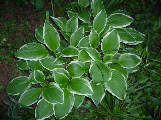 P1010237 (640x480).jpg