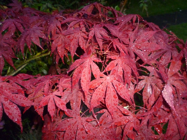 P1010277 (640x480).jpg