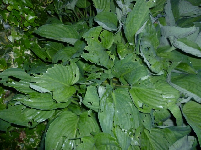 P1010324 (640x480).jpg