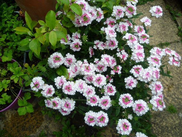 P1010389 (640x480).jpg