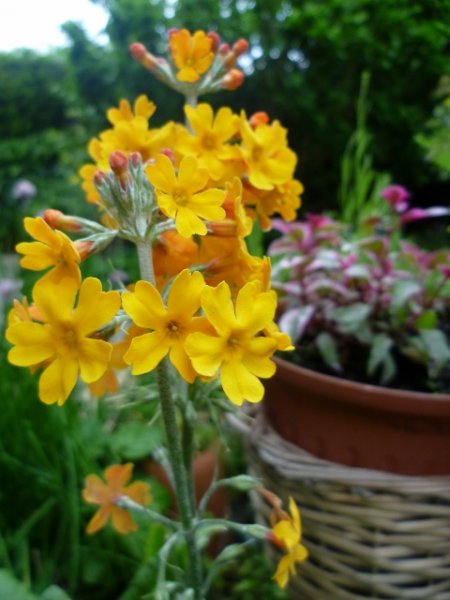 P1010397 (480x640).jpg