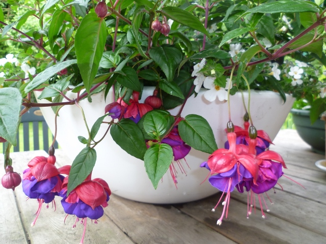 P1010400 (640x480).jpg