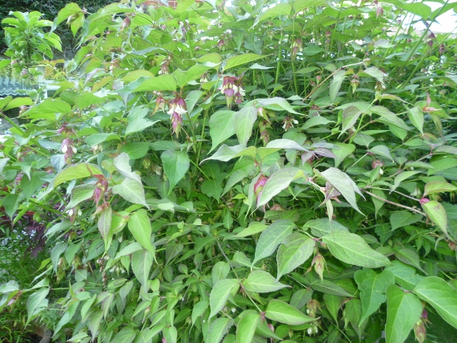 P1010406 (640x480).jpg