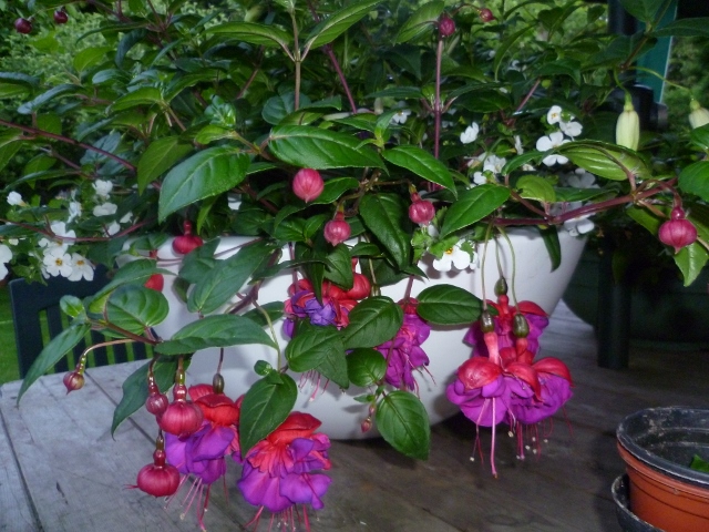 P1010421 (640x480).jpg