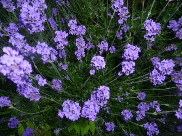 P1010471 (640x480).jpg