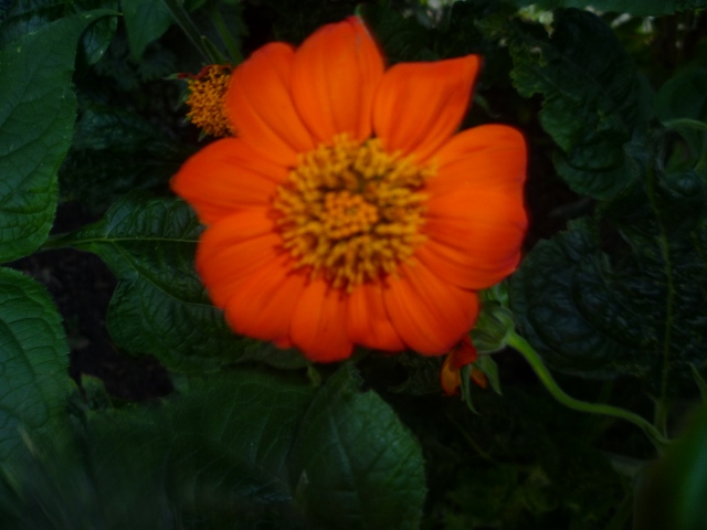 P1010776 (640x480).jpg