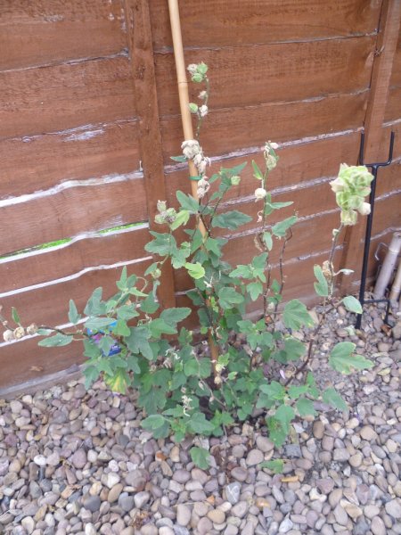 P1010946 (768x1024).jpg