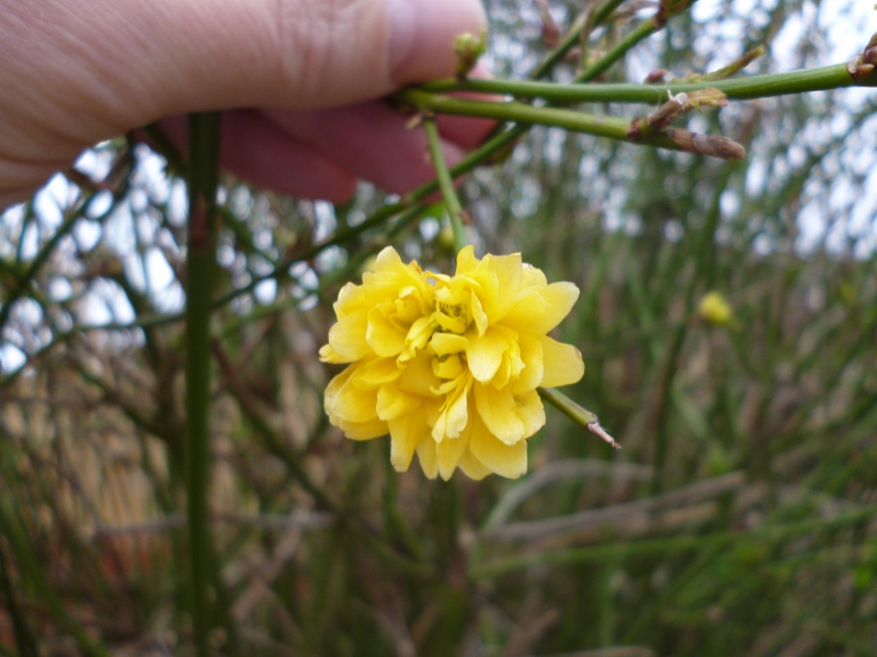 P1020341 (800x600).jpg