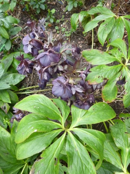 P1020343 (600x800).jpg