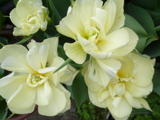 P1020604 (640x480).jpg