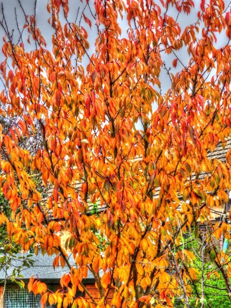 P1020635_Painterly 4.jpg