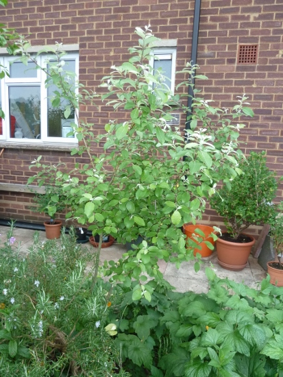 P1020707 (413x550).jpg