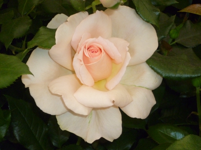 P1020978 (640x480).jpg