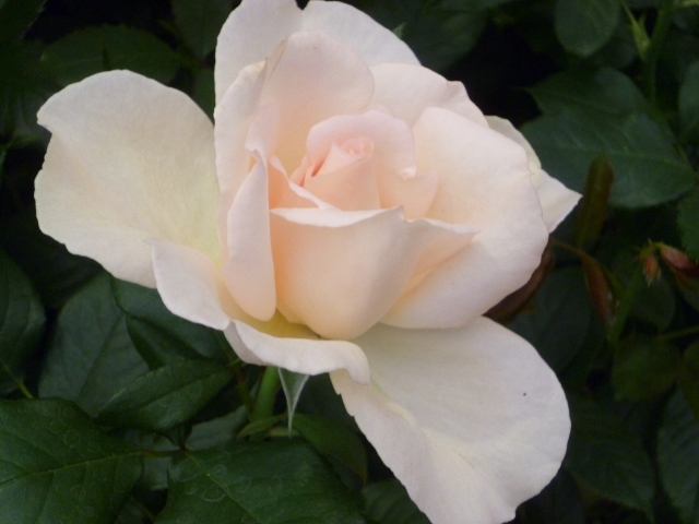 P1020979 (640x480).jpg