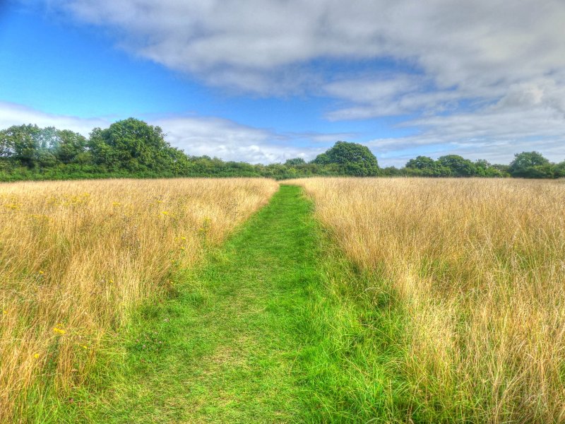 P1030561_Painterly 2.jpg