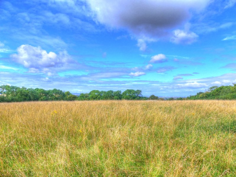 P1030564_Painterly 2.jpg