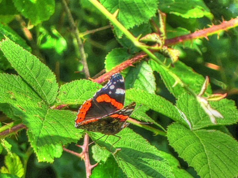 P1030568_Painterly 2.jpg