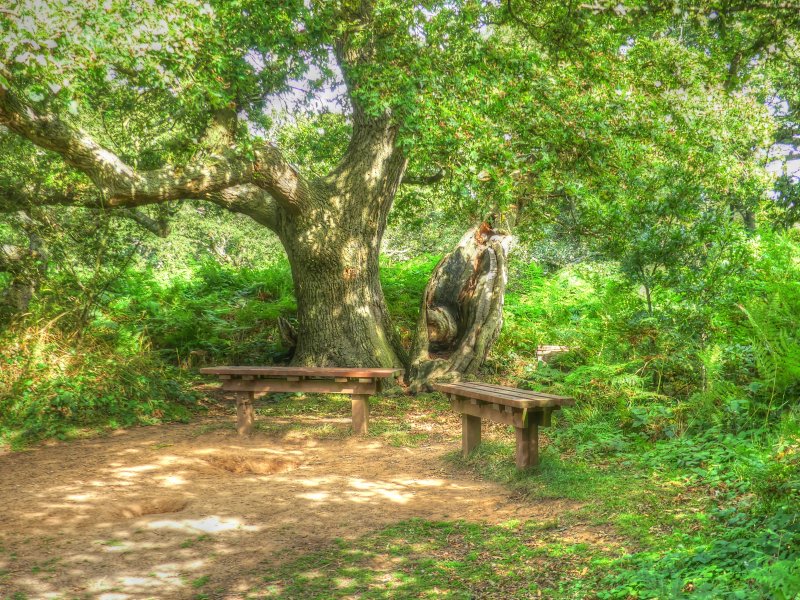 P1030569_Painterly 2.jpg