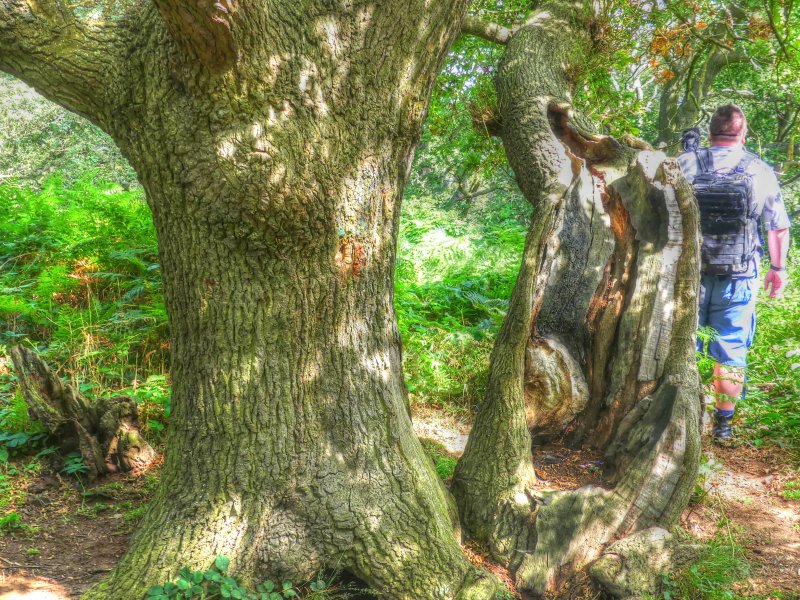 P1030571_Painterly 2.jpg