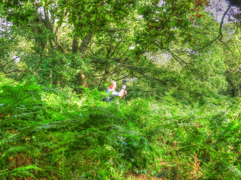 P1030572_Painterly 2.jpg